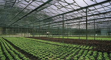 Agrarische sector